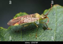 Attēlu rezultāti vaicājumam “Pantilius tunicatus”