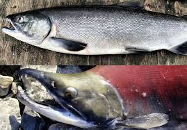Image result for Oncorhynchus nerka