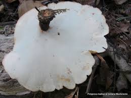 Attēlu rezultāti vaicājumam “Polyporus badius”