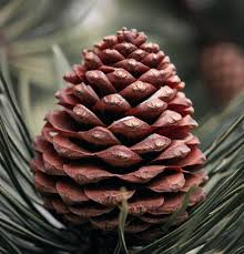 Image result for Pinus cembra