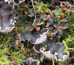 Attēlu rezultāti vaicājumam “Peltigera”