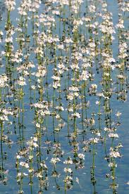 Attēlu rezultāti vaicājumam “Hottonia palustris”