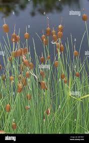 Image result for Rohrkolben