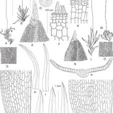 Attēlu rezultāti vaicājumam “Weissia squarrosa”