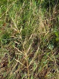 Attēlu rezultāti vaicājumam “Puccinellia distans”