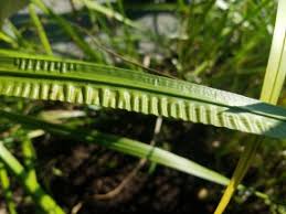 Attēlu rezultāti vaicājumam “Acorus calamus leaf”