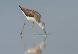 Attēlu rezultāti vaicājumam “Tringa nebularia”