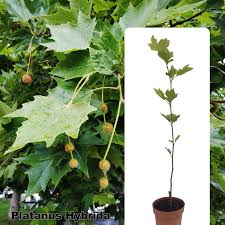 Attēlu rezultāti vaicājumam “Platanus x hispanica (syn. Platanus x acerifolia)”