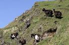 NM8026 : Feral goats on - via Daymix