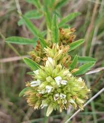 Attēlu rezultāti vaicājumam “Lophozia capitata”