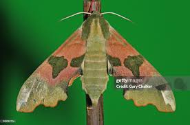 Attēlu rezultāti vaicājumam “Mimas tiliae”