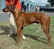 Rhodesian Ridgeback - Wikipedia, the free encyclopedia