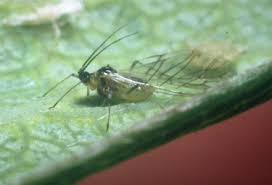 Attēlu rezultāti vaicājumam “Prociphilus xylostei”