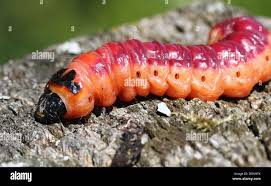 Attēlu rezultāti vaicājumam “Cossus cossus imago”