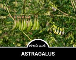 Attēlu rezultāti vaicājumam “Astragalus arenarius fruit”