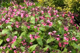 Attēlu rezultāti vaicājumam “Pulmonaria saccharata”