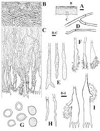 Attēlu rezultāti vaicājumam “Aleurodiscus amorphus”