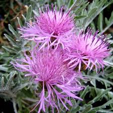 Attēlu rezultāti vaicājumam “Centaurea”