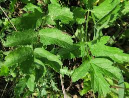 Attēlu rezultāti vaicājumam “Pastinaca sativa subsp. sylvestris”