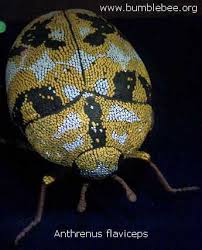 Attēlu rezultāti vaicājumam “Dermestidae”