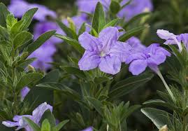 Image result for Petunia