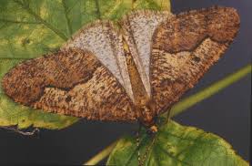 Attēlu rezultāti vaicājumam “Erannis defoliaria imago”