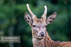 Attēlu rezultāti vaicājumam “Cervus elaphus”