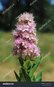 Attēlu rezultāti vaicājumam “Spiraea salicifolia flower”
