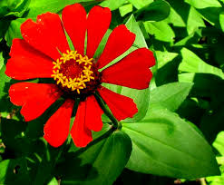 Image result for Zinnia elegans