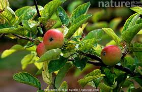 Attēlu rezultāti vaicājumam “Malus domestica fruit”