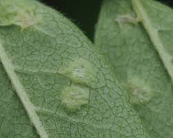 Attēlu rezultāti vaicājumam “Eriophyes padi”