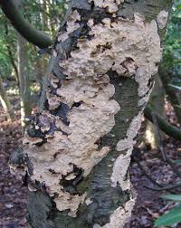 Attēlu rezultāti vaicājumam “Stereum rugosum”