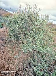 Attēlu rezultāti vaicājumam “Chenopodiaceae”
