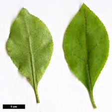 Attēlu rezultāti vaicājumam “Enkianthus chinensis leaf”