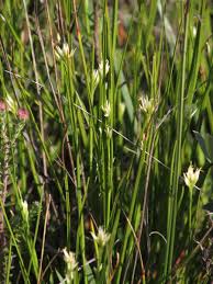 Attēlu rezultāti vaicājumam “Rhynchospora alba flower”