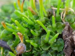 Attēlu rezultāti vaicājumam “Phaeoceros laevis subsp. carolinianus”