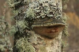 Attēlu rezultāti vaicājumam “Phellinus tremulae”