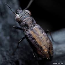 Attēlu rezultāti vaicājumam “Notiophilus biguttatus”