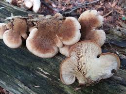 Attēlu rezultāti vaicājumam “Lentinellus ursinus”