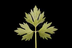 Attēlu rezultāti vaicājumam “Ranunculus repens leaf”