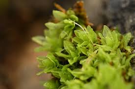 Attēlu rezultāti vaicājumam “Encalypta streptocarpa”