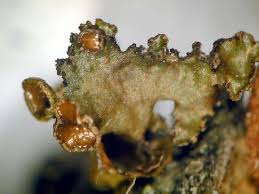 Attēlu rezultāti vaicājumam “Tuckermannopsis chlorophylla”