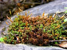 Attēlu rezultāti vaicājumam “Encalypta”