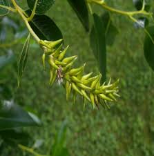 Attēlu rezultāti vaicājumam “Salix pentandra leaf”