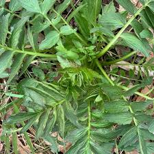 Attēlu rezultāti vaicājumam “Valeriana officinalis leaf”