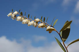 Attēlu rezultāti vaicājumam “Chamaedaphne calyculata”