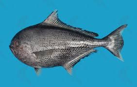 Image result for Eumegistus illustris