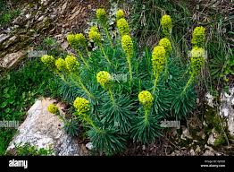 Attēlu rezultāti vaicājumam “Euphorbia cyparissias”