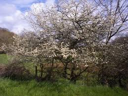 Attēlu rezultāti vaicājumam “Prunus spinosa”