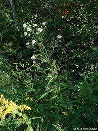 Image result for Aster lanceolatus